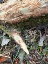 Castor fiber