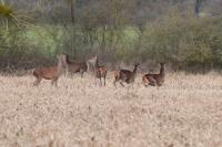 Cervus elaphus