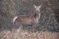 Cervus elaphus