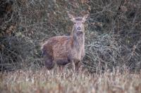 Cervus elaphus