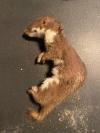 Mustela nivalis