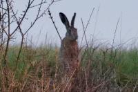 Lepus europaeus