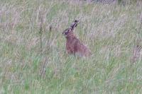 Lepus europaeus
