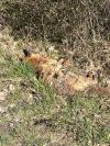 Vulpes vulpes