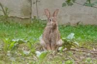 Oryctolagus cuniculus
