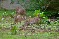 Oryctolagus cuniculus