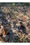 Vulpes vulpes