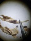 Clethrionomys glareolus