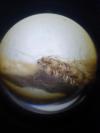 Mus musculus