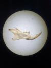 Mus musculus