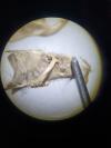 Mus musculus