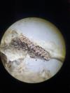 Microtus agrestis