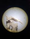 Microtus agrestis