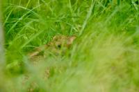 Lepus europaeus