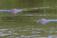 Myocastor coypus