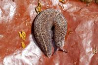 Limax maximus