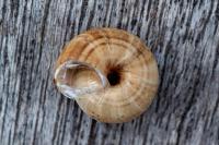 Xeroplexa intersecta