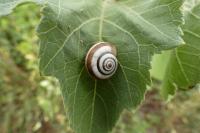 Cernuella aginnica