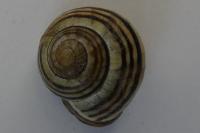 Cepaea nemoralis