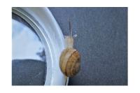 Cornu aspersum