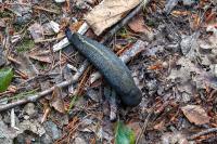 Limax cinereoniger