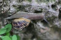 Cornu aspersum