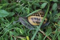 Cornu aspersum