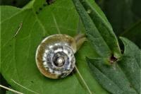 Hygromia cinctella