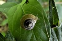 Hygromia cinctella