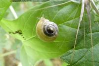 Hygromia cinctella