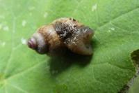 Pomatias elegans