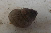 Pomatias elegans