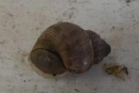 Pomatias elegans