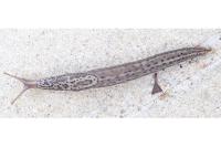 Limax maximus