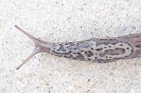 Limax maximus