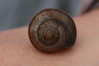 Arianta arbustorum