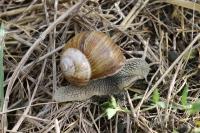 Helix pomatia