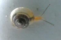 Monacha cartusiana