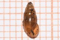 Cochlicopa lubrica