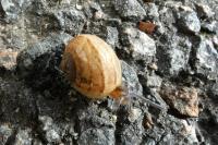Cornu aspersum