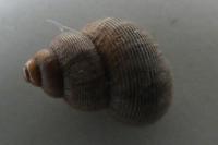 Pomatias elegans