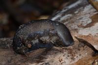 Limax cinereoniger