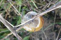 Cornu aspersum