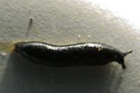 Arion hortensis