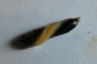 Arion hortensis