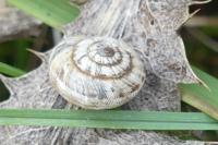 Xeroplexa intersecta