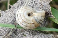 Xeroplexa intersecta
