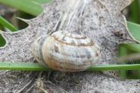 Xeroplexa intersecta