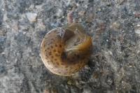 Hygromia cinctella