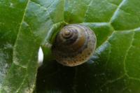 Hygromia cinctella